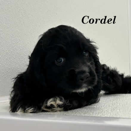 puppy, for, sale, Cocker Spaniel, Joe & Cherri  Overlease, dog, breeder, Miller, MO, dog-breeder, puppy-for-sale, forsale, nearby, find, puppyfind, locator, puppylocator, aca